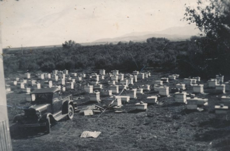 1) A paddock of Langstroth hives owned by Reg Symes in 1937, which he purchased from Charlie Pope.jpg